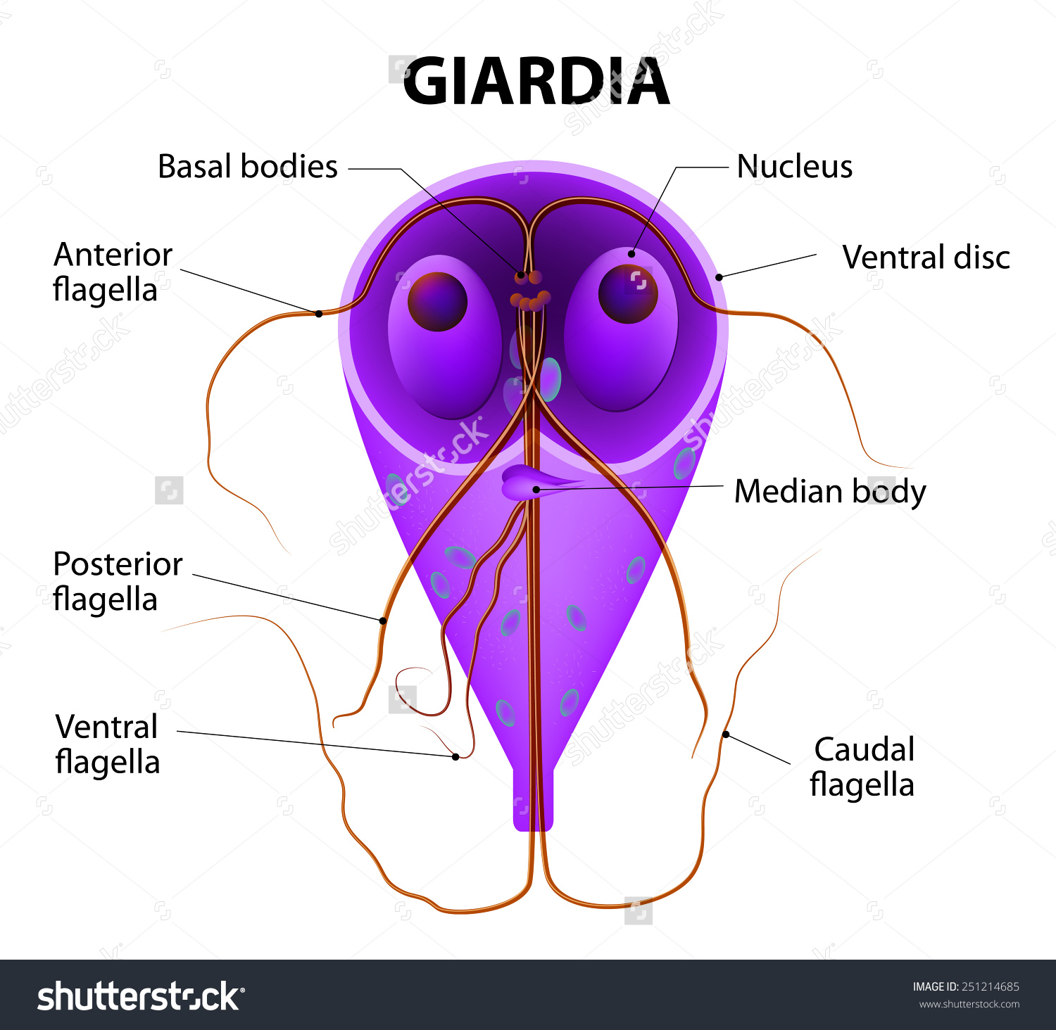 A giardiasis fertőző ea személyek között a legfurcsább parazita