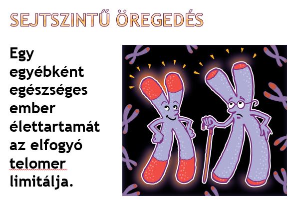 Telomerek a kromoszómán