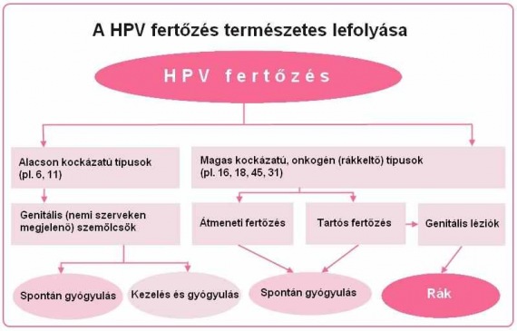koronavírus HPV ellen