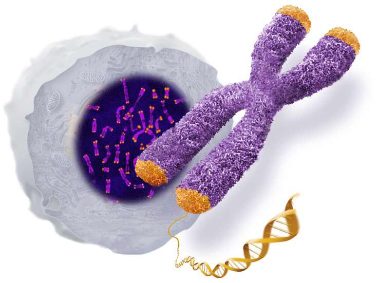Telomerek a kromoszómán